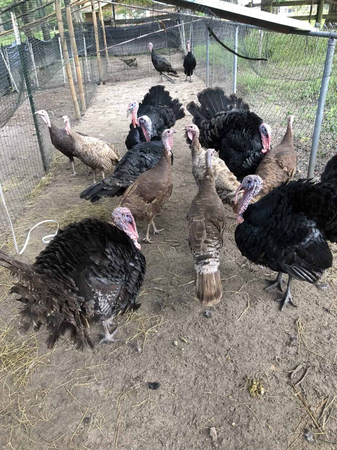 Raising the Best Meat Turkeys: Heritage Versus Production Breed ...
