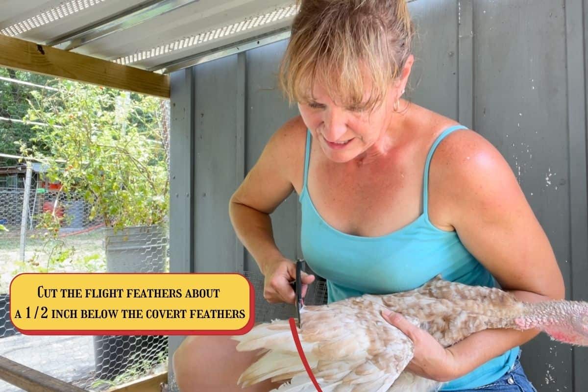 Escape Artist Prevention: Clipping a Turkey's Wing » Kowalski Mountain