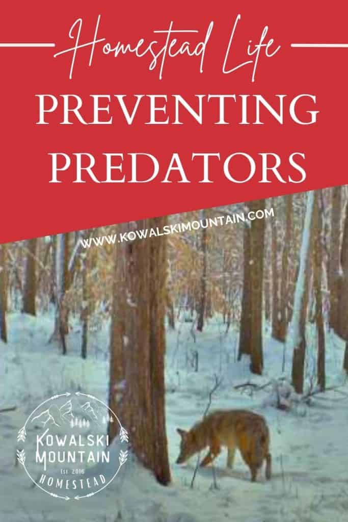 predator pin with a coyote in the snow