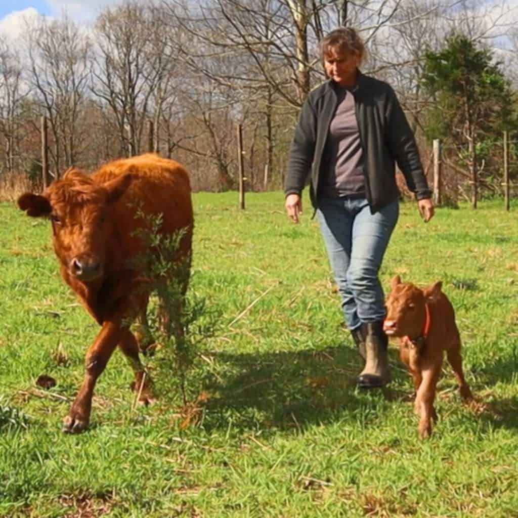 woman walking with a cow and a calf