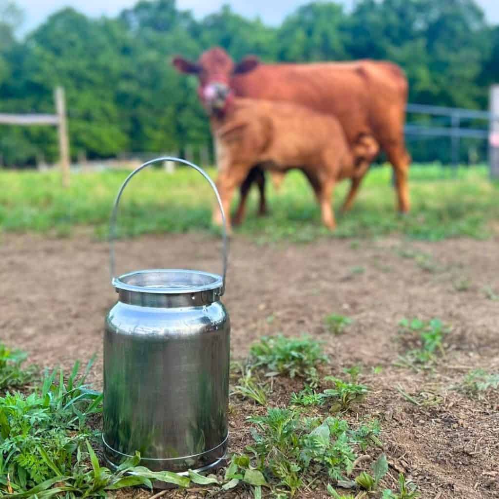 milk pail with Meg and her calf in the background
