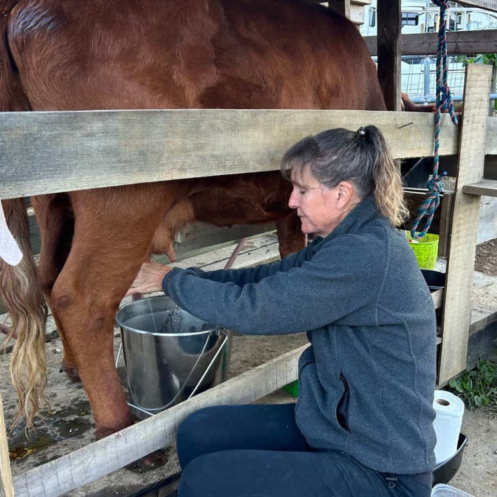 woman milking a cow