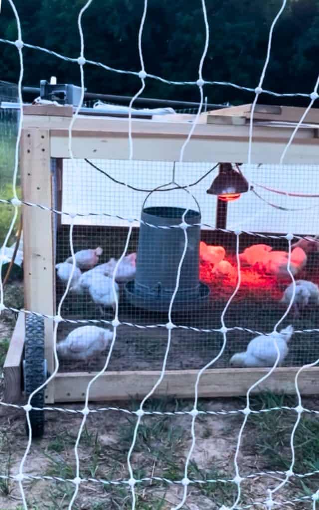 cornish cross broilers in a chicken tractor