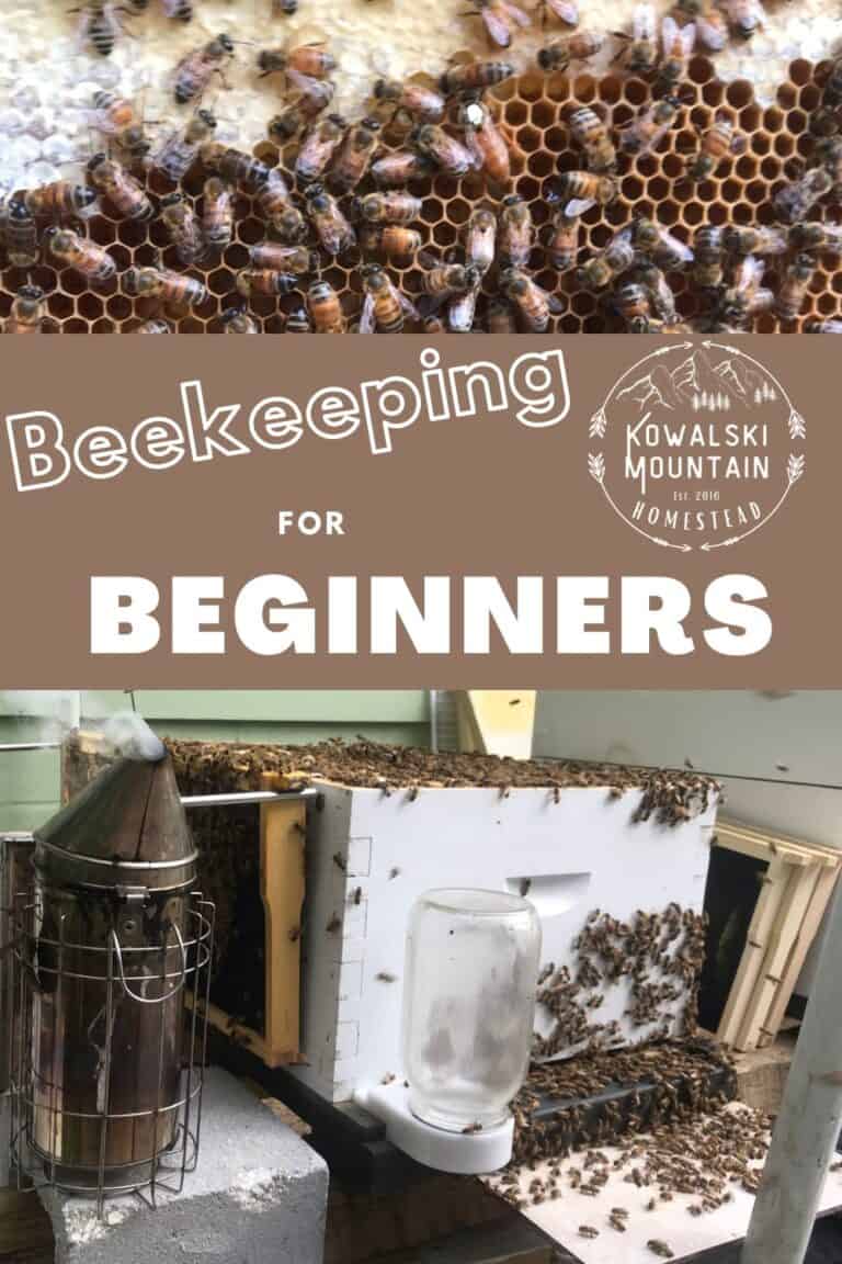 Beekeeping for Beginners: Introduction to Successful Beekeeping ...