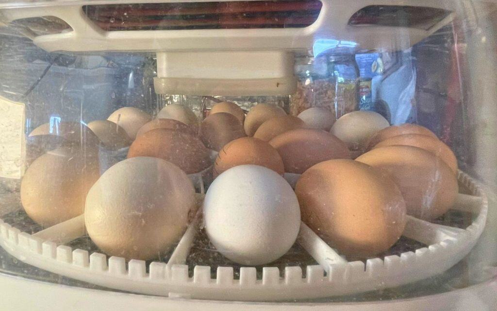 incubator full of eggs