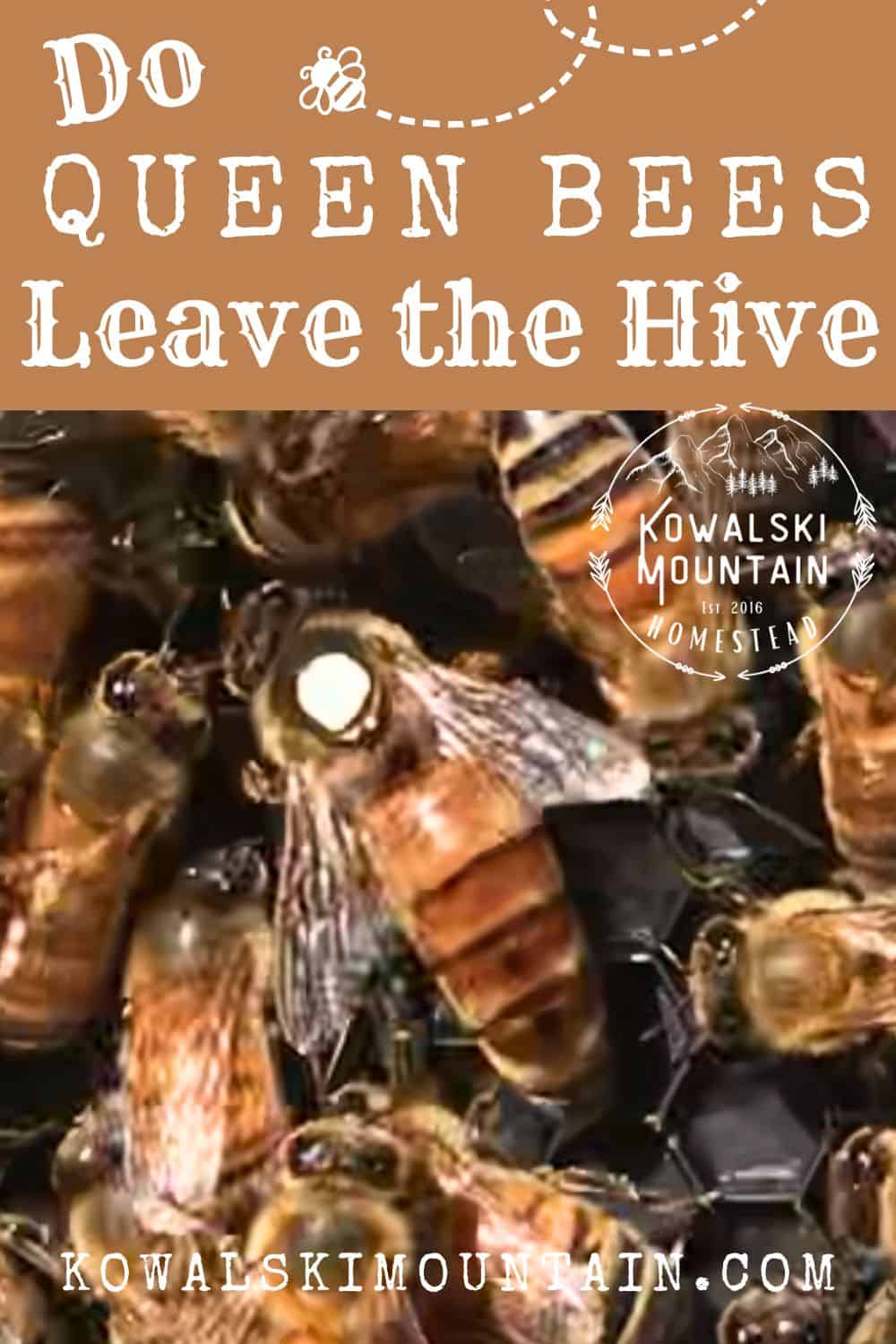 Flight of the Matriarch: Do Queen Bees Leave the Hive? » Kowalski Mountain