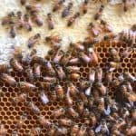 Brood Box For Bees: Understanding The Heart Of The Hive » Kowalski Mountain