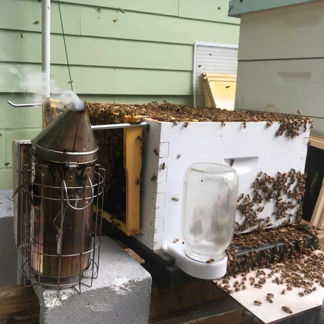 Brood Box For Bees: Understanding The Heart Of The Hive » Kowalski Mountain