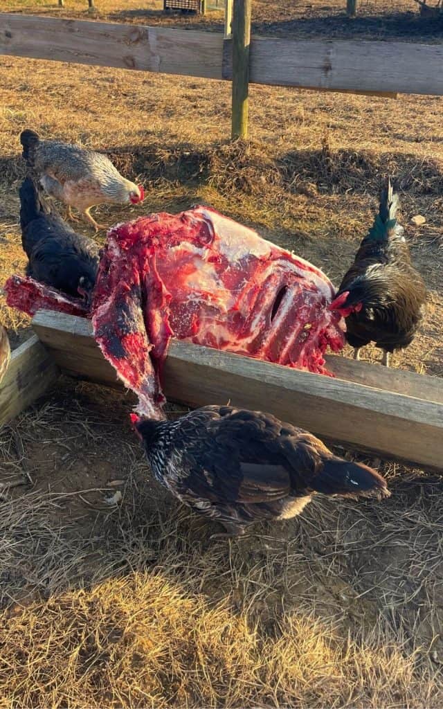 chickens cleaning a carcass