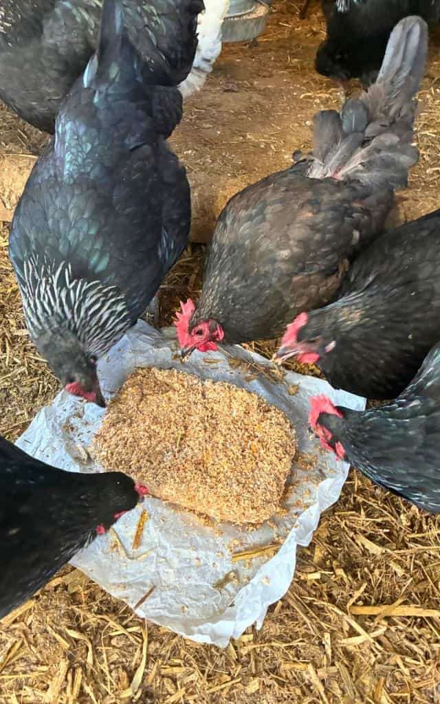 suet blocks made with lard for chickens winter calories