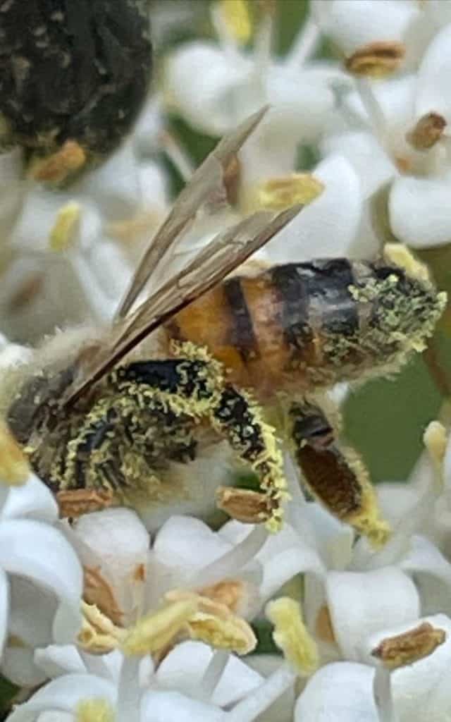 a forager honey bee covered in pollen
