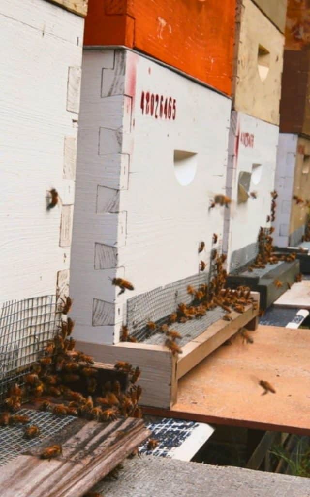closeup of bees entering and leaving a beehive