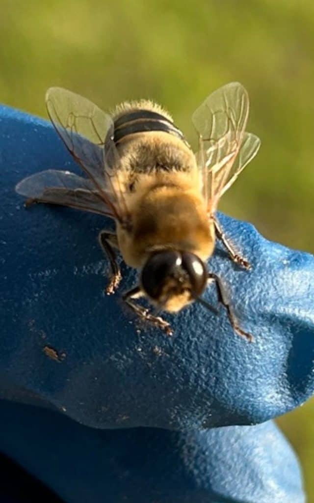 large eyes of a drone bee