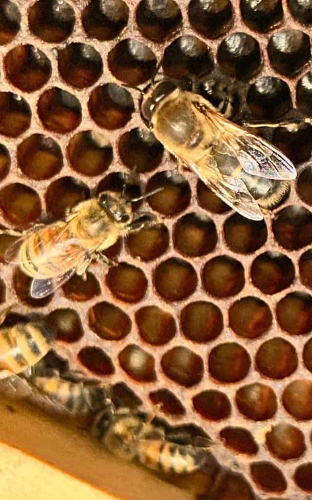 drone compared to a worker bee