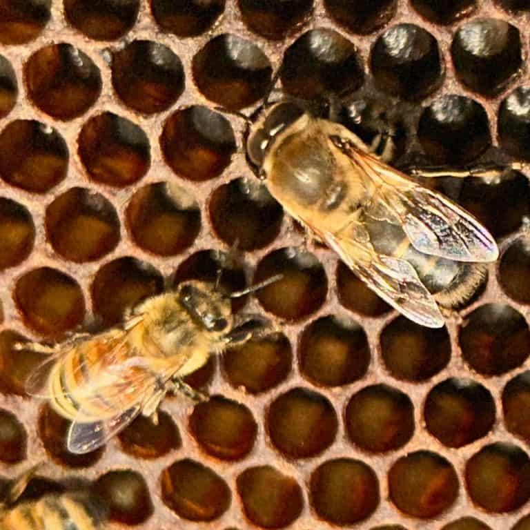 drone bee next to a worker bee