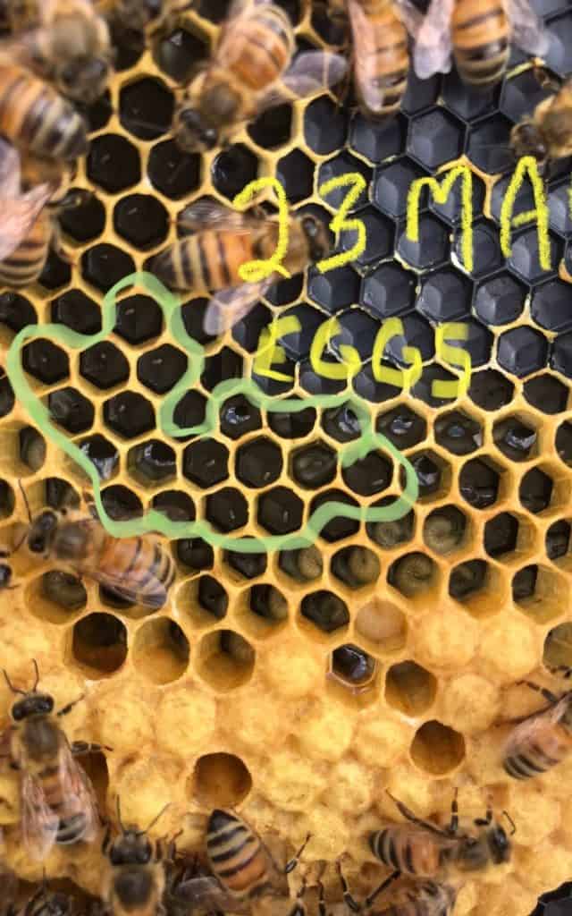 close up of eggs in the honeycomb, as well as larva and capped brood