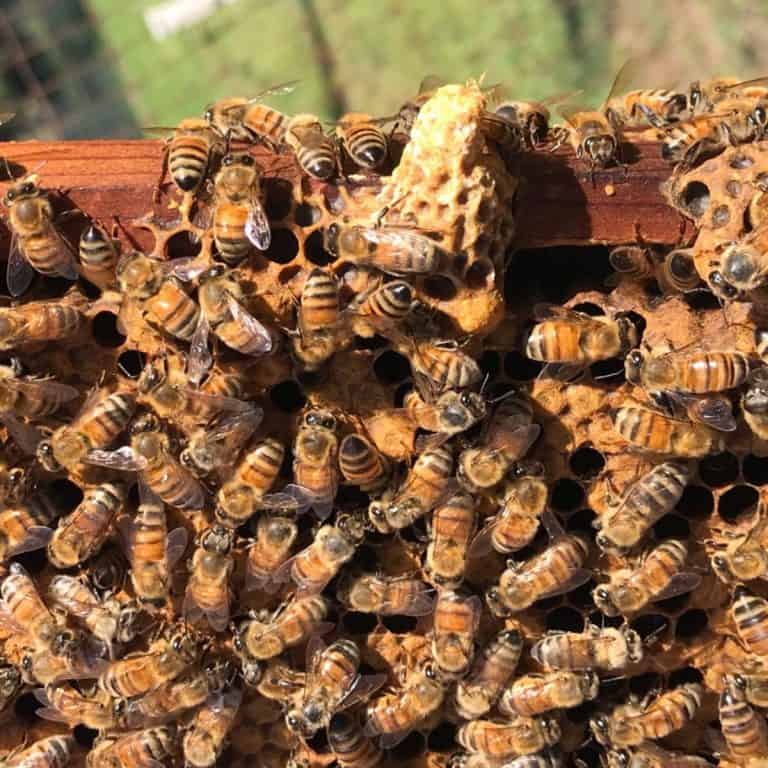 frame of honeybees with a swarm cell