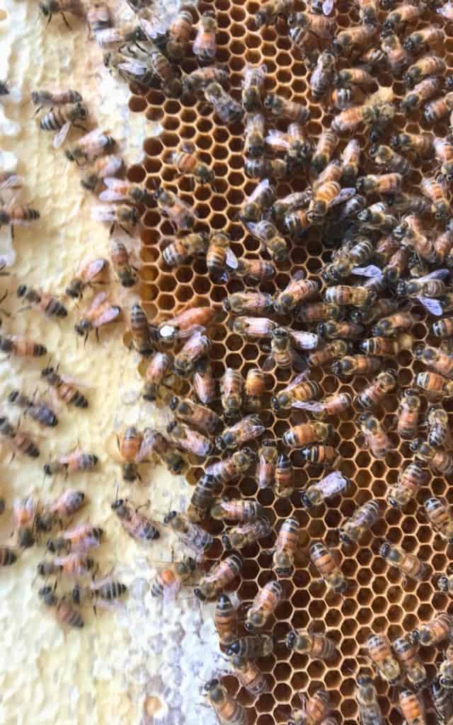 worker bees and queen on a frame with capped honey