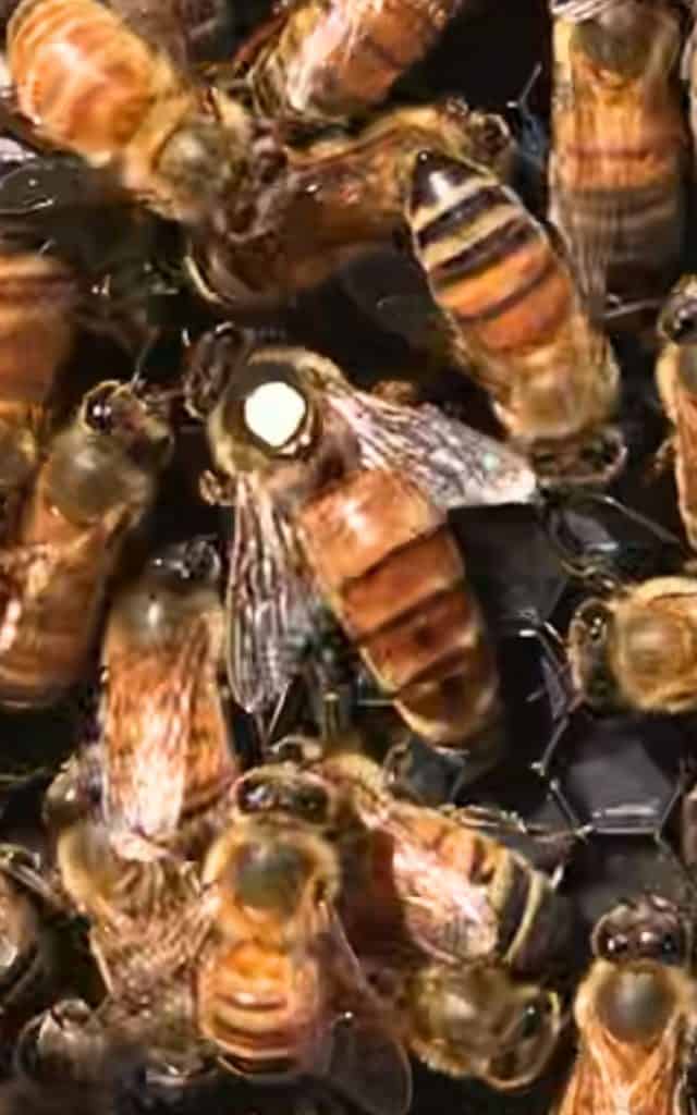 a marked queen bee