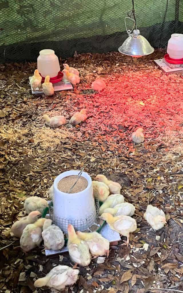 heat lamp in a large brooder pen for Cornish cross broilers