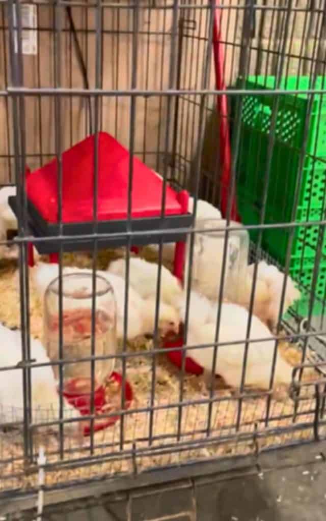 brooder plate at a vendor show