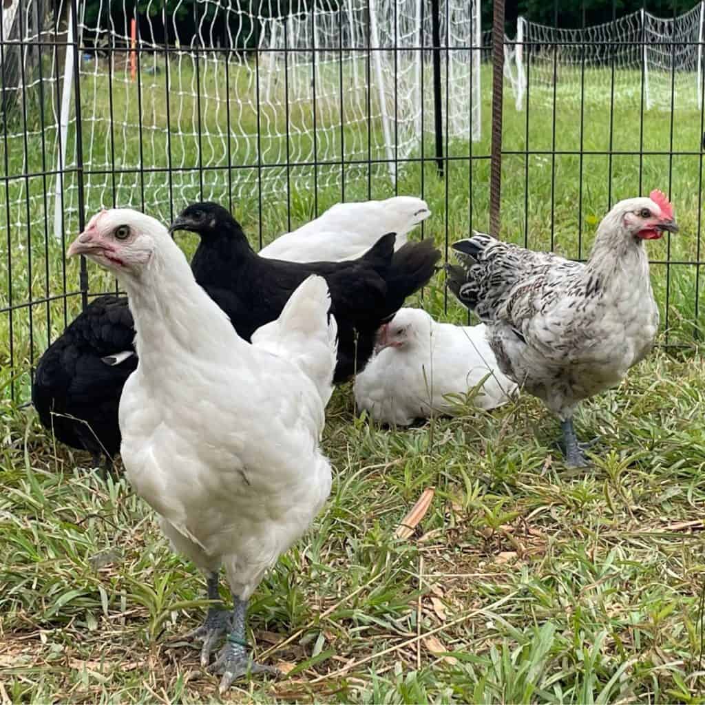 chicks in the playpen