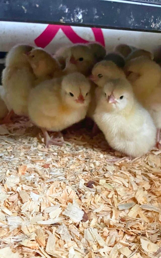 chicks under a brooder plate