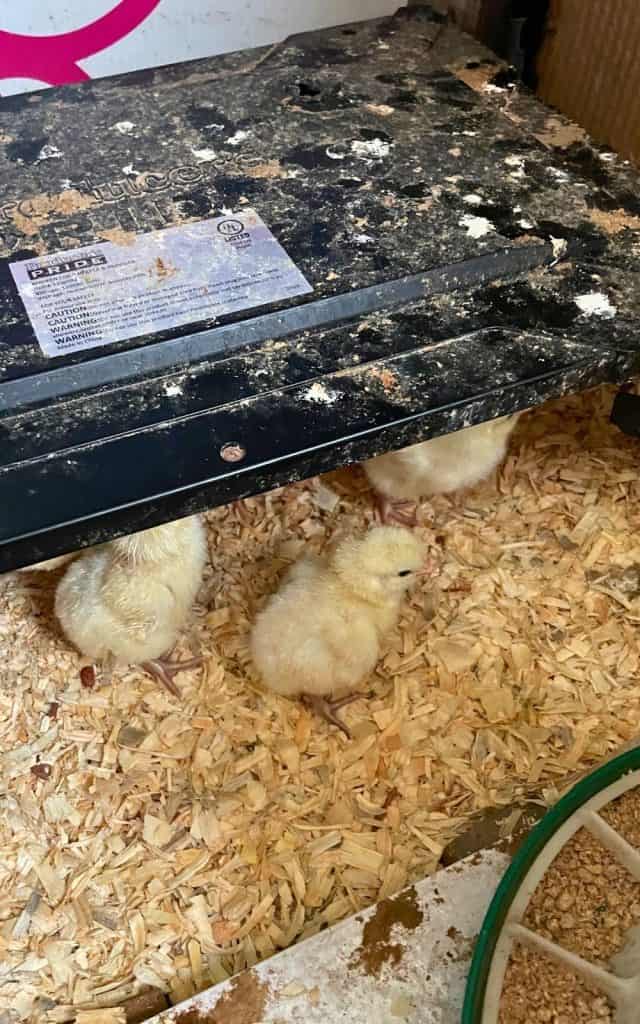 dirty top of a brooder plate