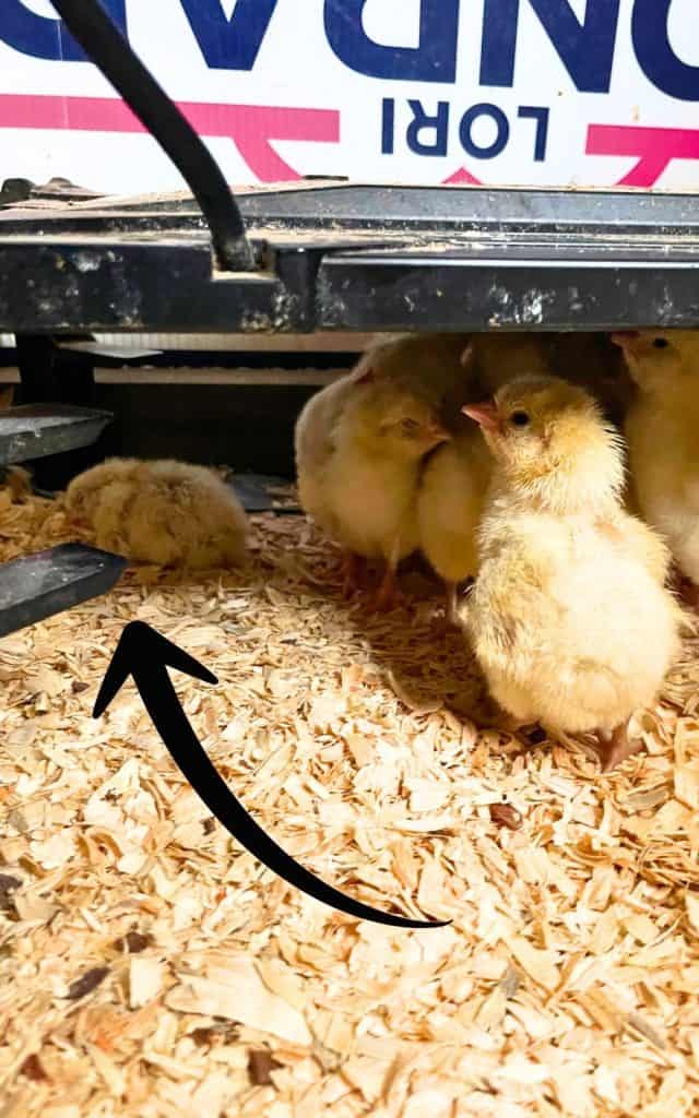 sickly chick under the brooder plate