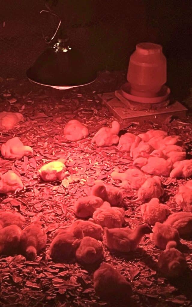chicks under a heat lamp at night