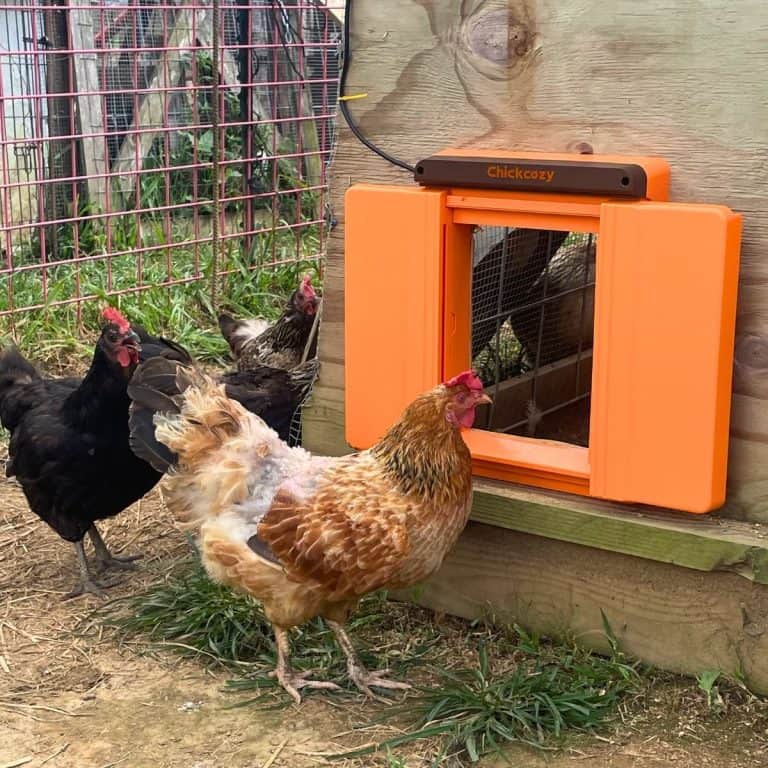 chicken in front of the ChickCozy door