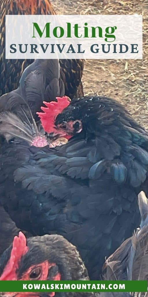 a molting laying hen preening herself.