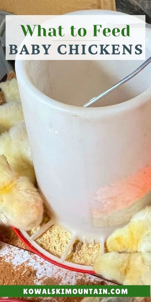 what to feed chicks pin