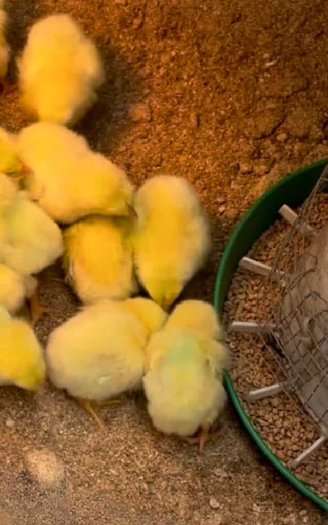 Cornish Cross Broiler chicks being fed Chick Starter Crumble