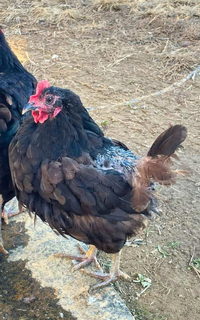 a molting laying hen