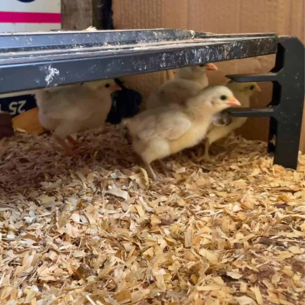 chick under a brooder plate