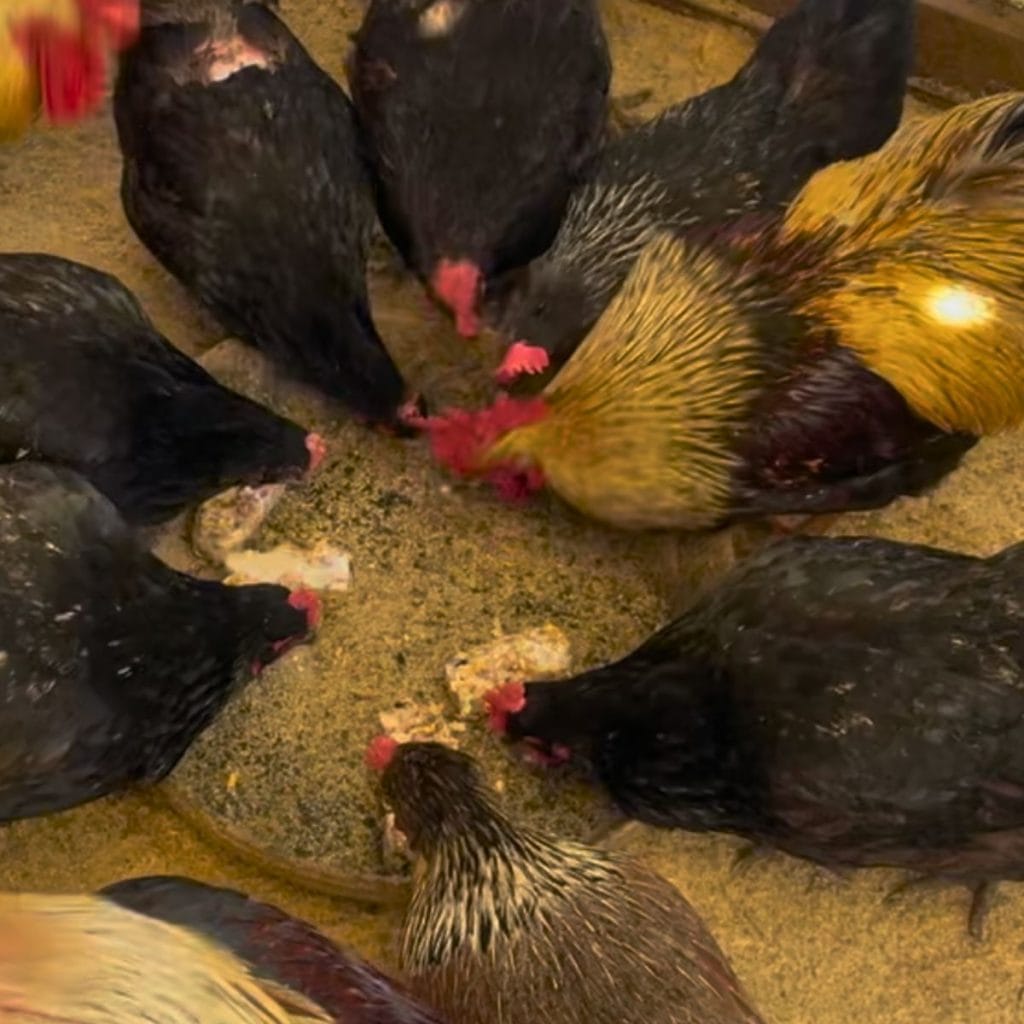 chickens eating in a large bowl