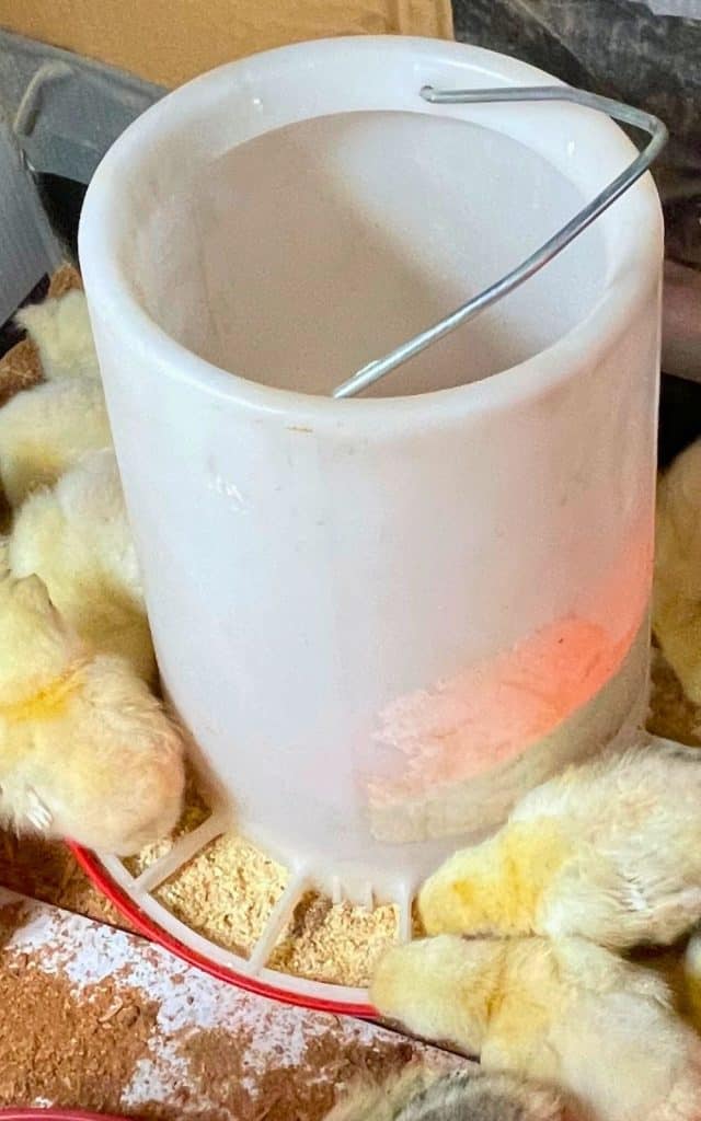 American Bresse chicks eating chick starter mash