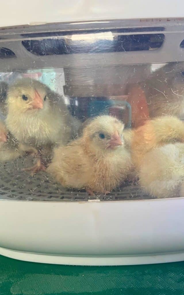 American Bresse chicks hatched in the incubator