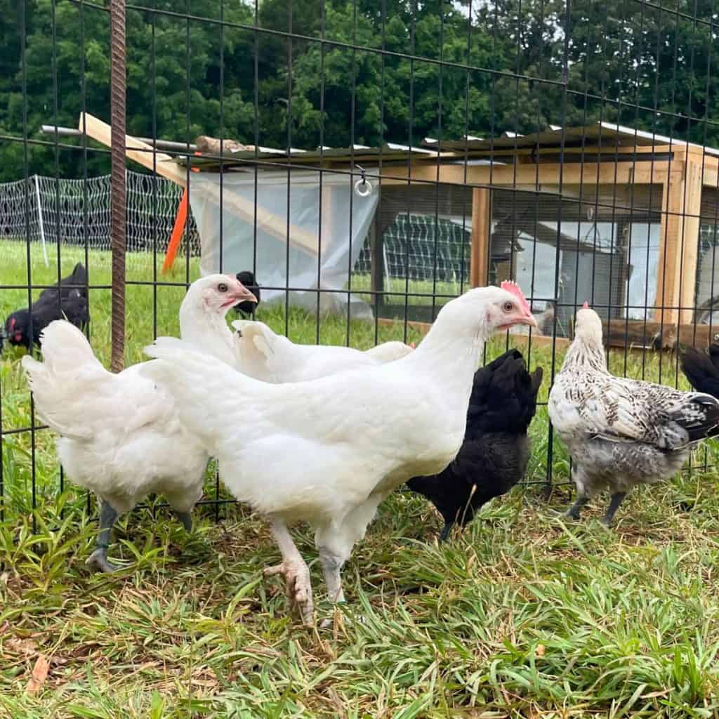 Young American Bresse pullets