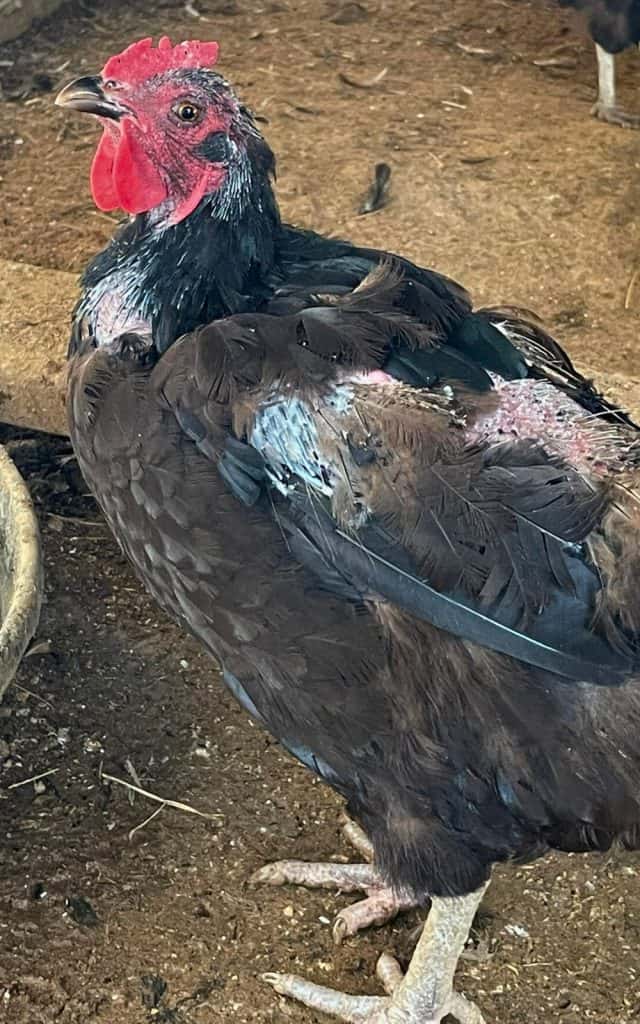 a molting laying hen