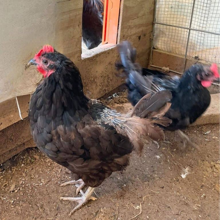 a molting laying hen
