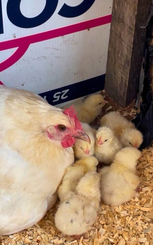 American Bresse hen raising her own chicks