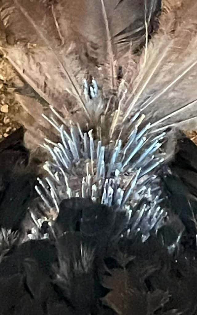 close up of pin feathers