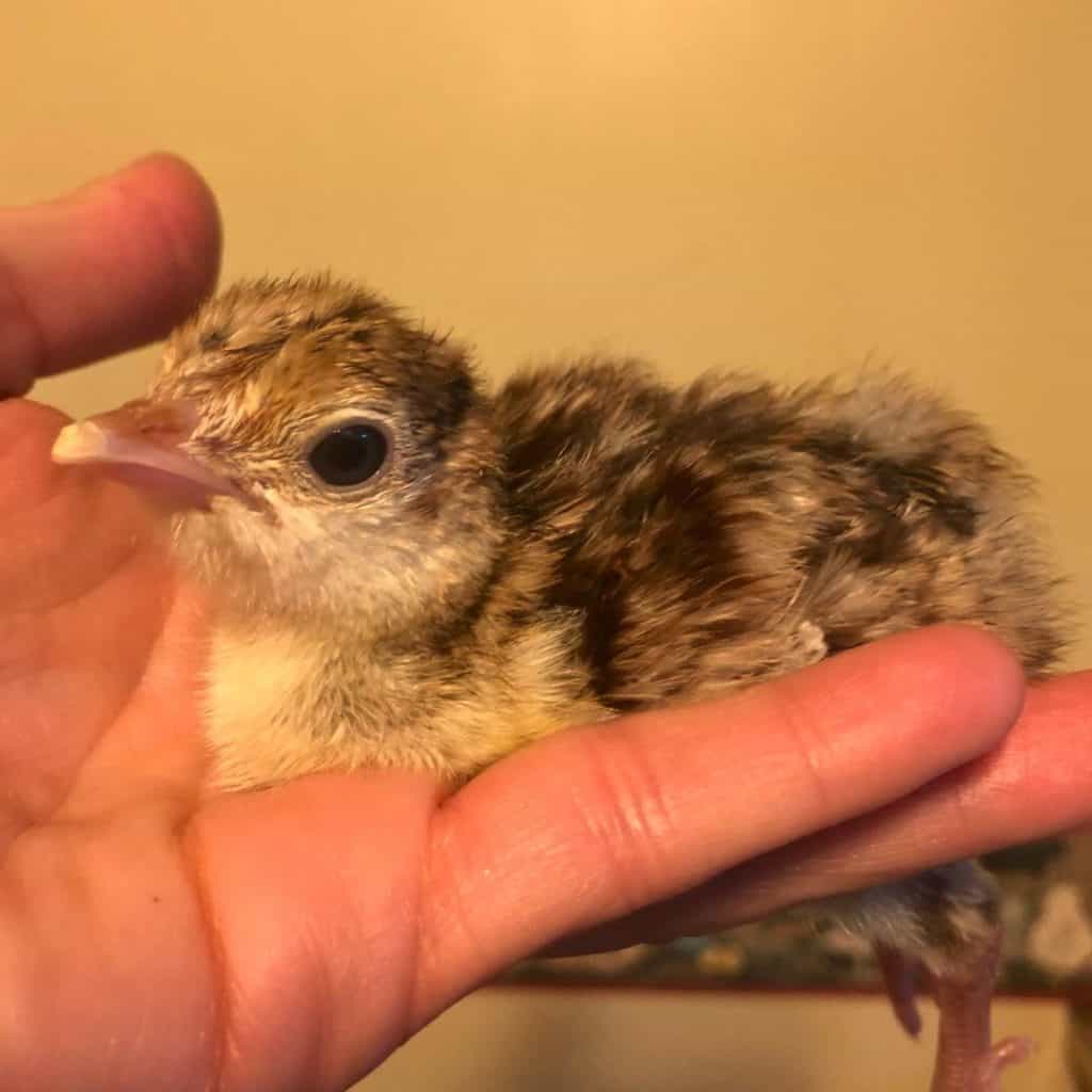 young poult