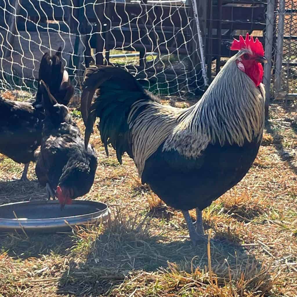 Chanticleer, my favorite rooster