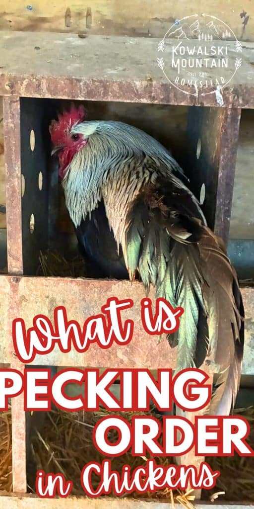 What is pecking order in chickens pin