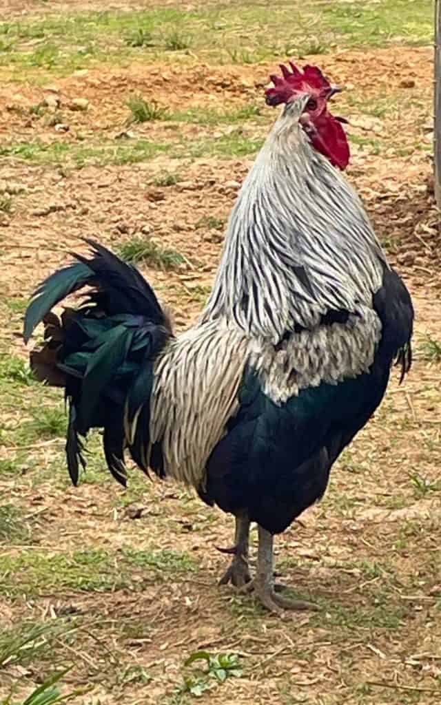 rooster crowing in the barnyard