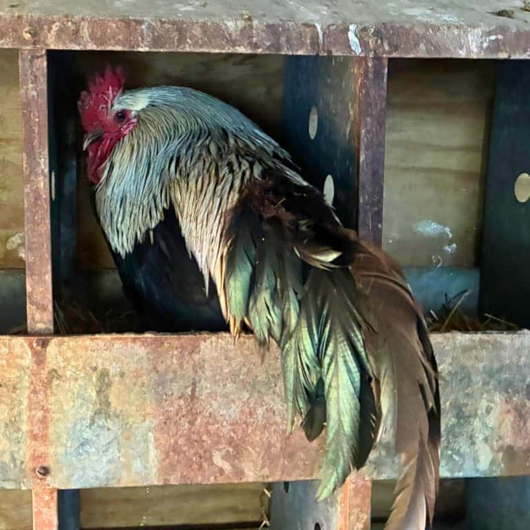 Chanticleer hiding in a nest box
