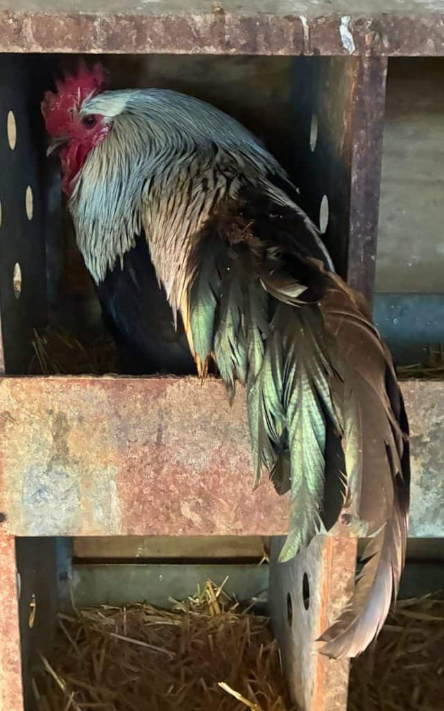 Chanticleer hiding in the nest box